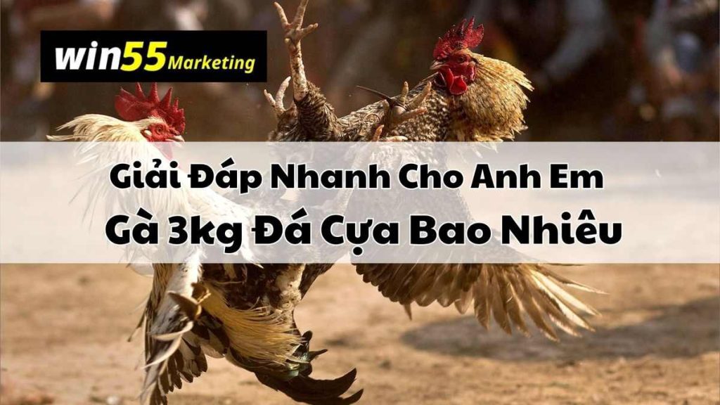 Giải đáp gà 3kg đá cựa size bao nhiêu